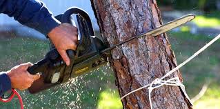 How Our Tree Care Process Works  in  Santa Rosa, TX